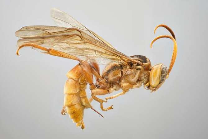 Descubren un nuevo género de insectos - PotenciaRadiofonicaDominicana.com